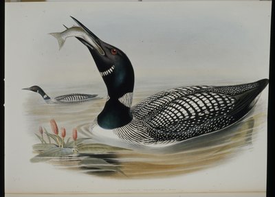 ग्रेट नॉर्दर्न डाइवर (कोलिम्बस ग्लेशियलिस) (हाथ के रंग का लिथो) द्वारा जॉन (बाद में) गोल्ड