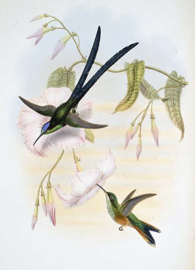ग्रेट फोर्क-टेल्ड हमिंग बर्ड (Hylonymphia Macrocerca) (हाथ के रंग का लिथो) द्वारा जॉन (बाद में) गोल्ड