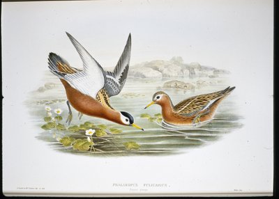 ग्रे फलारोप (फैलारोपस फुलीकेरियस) (हाथ के रंग का लिथो) द्वारा जॉन (बाद में) गोल्ड