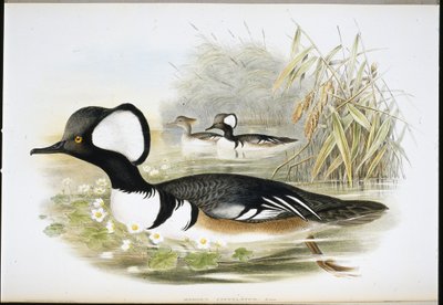 हूडेड मर्जेन्सर (मेर्गस कुकुलैटस) (हाथ के रंग का लिथो) द्वारा जॉन (बाद में) गोल्ड