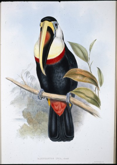 इंका टूकेन (रैम्फास्टोस इनिका) (हाथ के रंग का लिथो) द्वारा जॉन (बाद में) गोल्ड