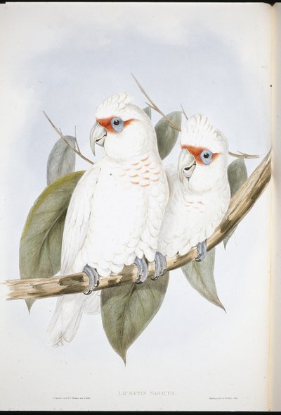 लंबी चोंच वाला कॉकटू (लिक्मेटिस नासिकस) (हाथ के रंग का लिथो) द्वारा जॉन (बाद में) गोल्ड