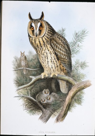 लंबे कान वाला उल्लू (ओटस वल्गरिस) (हाथ के रंग का लिथो) द्वारा जॉन (बाद में) गोल्ड
