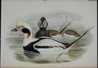 लंबी पूंछ वाली बत्तख (हरेल्डा ग्लेशियलिस) (हाथ के रंग का लिथो) द्वारा जॉन (बाद में) गोल्ड