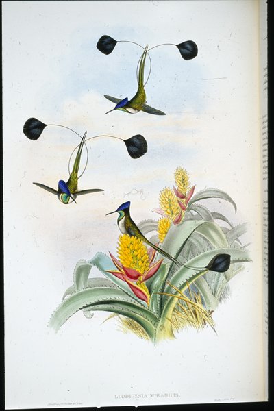 अद्भुत हमिंग-पक्षी (लॉडिगेसिया मिराबिलिस) (हाथ के रंग का लिथो) द्वारा जॉन (बाद में) गोल्ड
