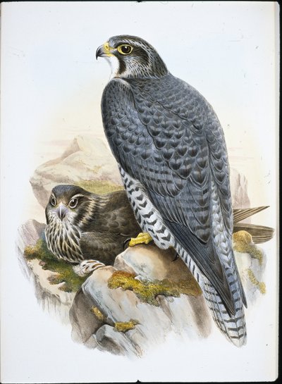 नॉर्वेजियन या Gyrfalcon Falcon (Falco Gyrfalco) (हाथ के रंग का लिथो) द्वारा जॉन (बाद में) गोल्ड