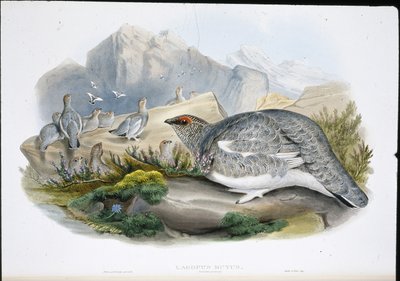 पार्मिगन (शरद पंख) (लैगोपस म्यूटस) (हाथ के रंग का लिथो) द्वारा जॉन (बाद में) गोल्ड