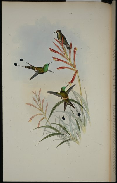 रैकेट-टेल (डिस्कुरा लॉन्गिकाउडा) (हाथ के रंग का लिथो) द्वारा जॉन (बाद में) गोल्ड