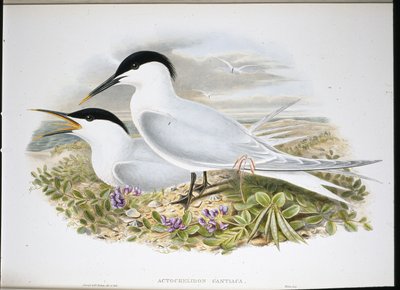 सैंडविच टर्न (एक्टोचेल कैंटियाका) (हाथ के रंग का लिथो) द्वारा जॉन (बाद में) गोल्ड