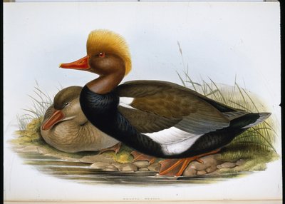 फावड़ा (स्पैटुला क्लाइपीटा) (हाथ के रंग का लिथो) द्वारा जॉन (बाद में) गोल्ड