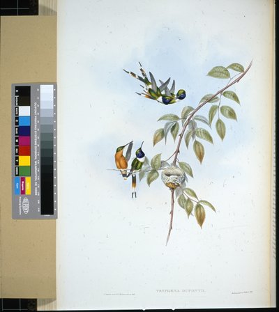 स्पार्कलिंग-टेल (ट्राइफेना डुपोंटी) (हाथ के रंग का लिथो) द्वारा जॉन (बाद में) गोल्ड
