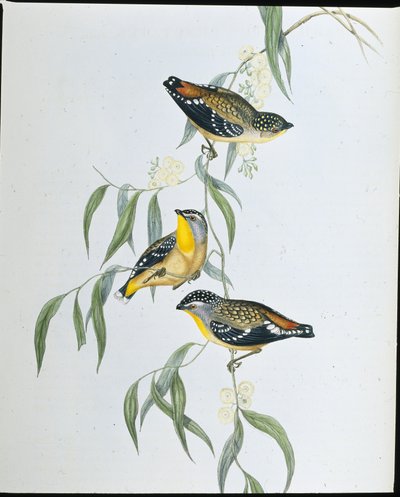 चित्तीदार Pardalote (Pardalotus Punctatus) (हाथ के रंग का लिथो) द्वारा जॉन (बाद में) गोल्ड