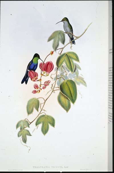 Tschudi's Panoplites (थलुरानिया त्सचुडी) (हाथ के रंग का लिथो) द्वारा जॉन (बाद में) गोल्ड