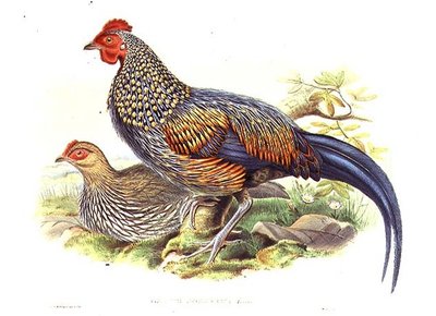 कलाकार और विलियम हार्ट (1823-1894) (लिथो) द्वारा उकेरी गई दो एशियाई तीतर (गैलस सोननेराती) द्वारा जॉन (बाद में) गोल्ड