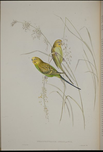 वारब्लिंग ग्रास तोता (मेलोप्सिटाकस अनडुलेटस ) (हाथ के रंग का लिथो) द्वारा जॉन (बाद में) गोल्ड