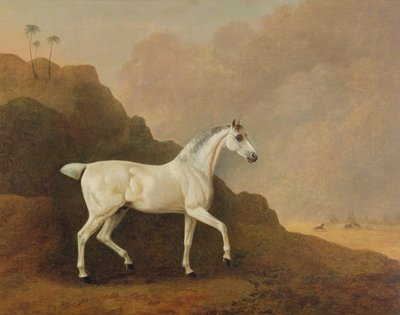 डेजर्ट लैंडस्केप में एक ग्रे अरब स्टालियन द्वारा John Boultbee