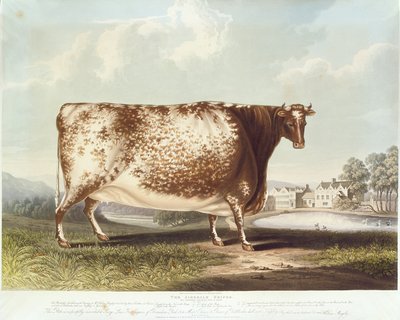 अ रिडेल हेइफ़र, आर। रीव, 1820 (रंग उत्कीर्णन) द्वारा उत्कीर्ण द्वारा जॉन ब्रैडली