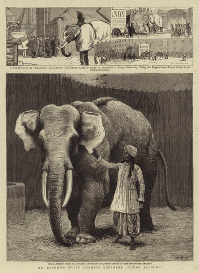 मिस्टर बरनम का व्हाइट बर्मीज़ एलिफेंट टोंग तलंग द्वारा John Charles Dollman