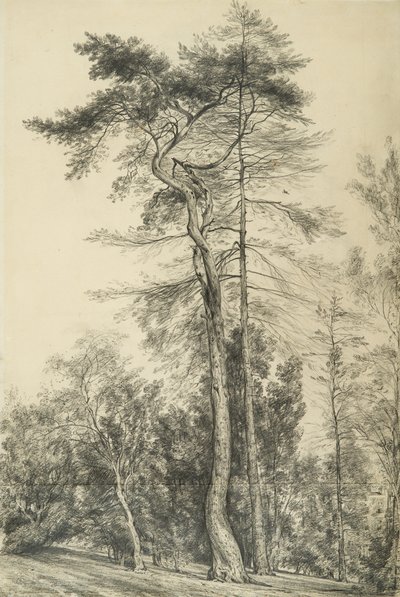 देवदारु के पेड़, c.1833 द्वारा जॉन कांस्टेबल
