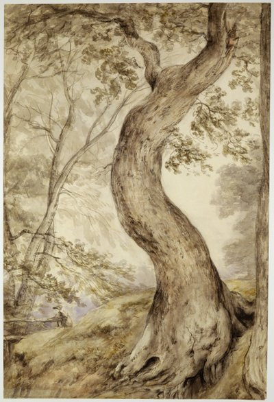 हेल्मिंघम में पेड़, c.1800 (कागज पर पानी का रंग) द्वारा जॉन कांस्टेबल