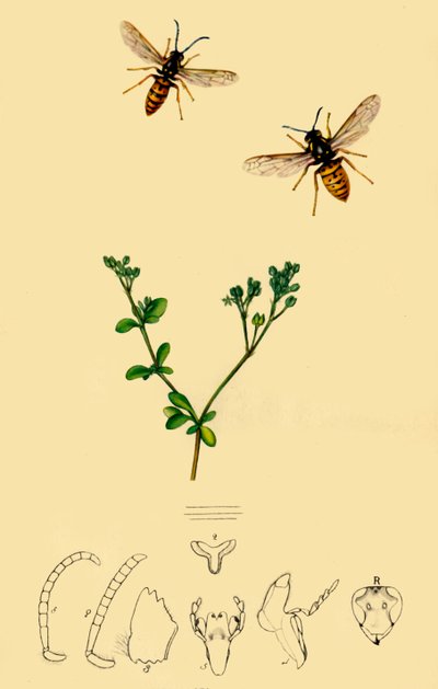 'एंकर-फेस्ड वास्प: वेस्पा रूफा', 1839, 1945। द्वारा जॉन कर्टिस