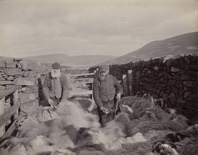 ग्लेन प्रोसेन, 1897 में हॉर्निंग भेड़ द्वारा जॉन एडवर्ड एलोसियस स्टीगल