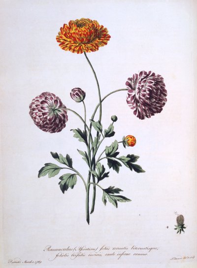 रानानकुलस, &39;द ब्रिटिश हर्बलिस्ट&39;, 1769 से चित्रण द्वारा John Edwards