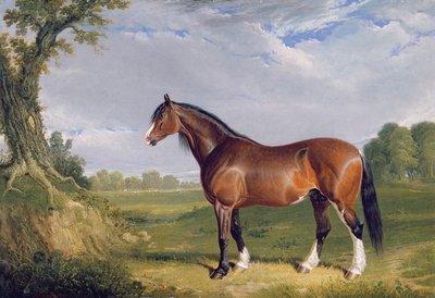 ए क्लाइड्सडेल स्टालियन, 1820 द्वारा John Frederick Herring Senior