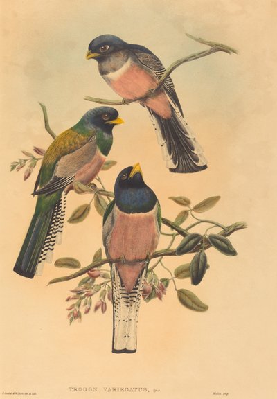 ट्रोगन वेरिएगाटस, शायद 18361838। निर्माता: जॉन गोल्ड, विलियम मैथ्यू हार्ट। द्वारा जॉन गोल्ड, विलियम मैथ्यू हार्ट