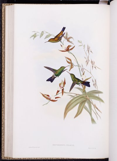 ट्रोचिलिडा का एक मोनोग्राफ, या हमिंगबर्ड्स का परिवार, 1849-61 प्रकाशित हुआ द्वारा जॉन गोल्ड