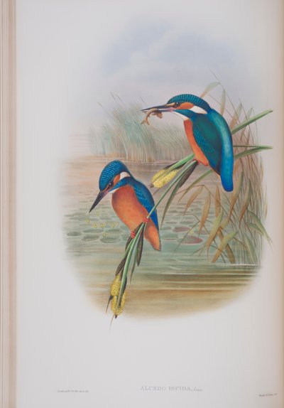 जॉन गॉल्ड द्वारा द बर्ड्स ऑफ ग्रेट ब्रिटेन की प्लेट, अल्सेडो इसिपिडा, 1862-73 (हाथ से बने लिथो) प्रकाशित द्वारा जॉन गोल्ड
