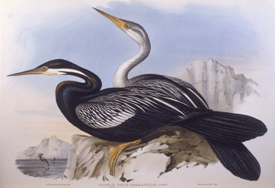 ऑस्ट्रेलियाई डार्टर (एनहिंगा नोवा डच), जॉन गोल्डो द्वारा उत्कीर्णन द्वारा जॉन गोल्ड