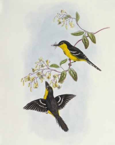 ब्लैक-ब्रेस्टेड बोटबिल (Machaerirhynchus nigripectus), उत्कीर्णन द्वारा जॉन गोल्ड द्वारा जॉन गोल्ड