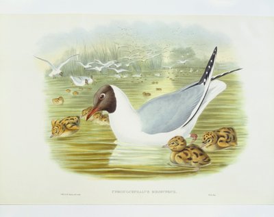 ब्लैक-हेडेड गल (लारस रिडिबंडस), जॉन गोल्ड, विलियम हार्ट, एचसी रिक्टर द्वारा उत्कीर्णन द्वारा जॉन गोल्ड