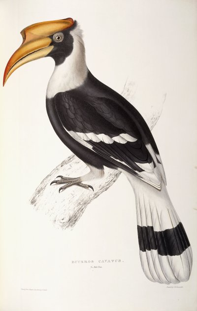 buceros खुदाई द्वारा जॉन गोल्ड
