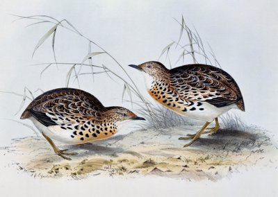 जॉन गोल्ड (1804-1881) द्वारा कॉमन बटनक्वेल (टर्निक्स सिल्वेटिका), यूरोप के पक्षियों से उत्कीर्णन द्वारा जॉन गोल्ड