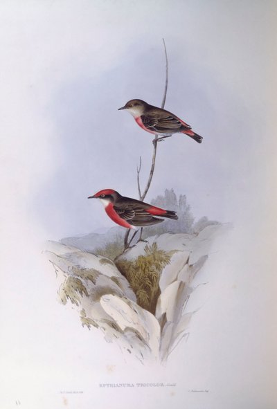 क्रिमसन चैट (एपथियानुरा तिरंगा), जॉन गोल्डो द्वारा उत्कीर्णन द्वारा जॉन गोल्ड