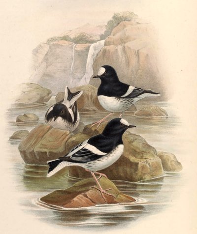 Enicnrns sconleri द्वारा जॉन गोल्ड