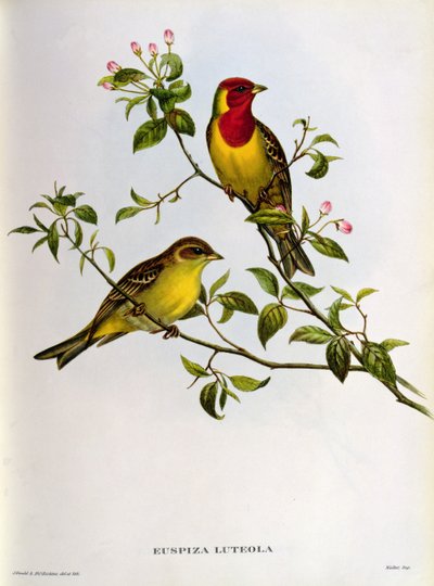 Euspiza Luteola, 19 वीं शताब्दी द्वारा जॉन गोल्ड