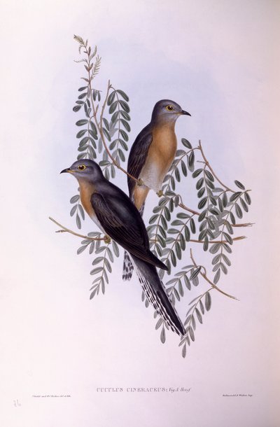 फैन-टेल्ड कोयल (कैकोमांटिस फ्लैबेलिफॉर्मिस), जॉन गोल्डो द्वारा उत्कीर्णन द्वारा जॉन गोल्ड