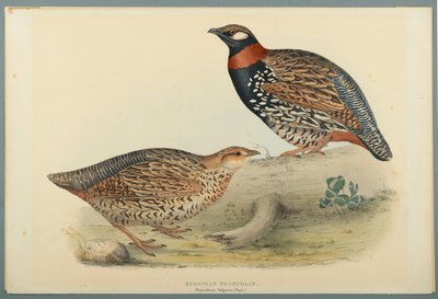 फ्रांसोलिनस वाल्गारिस (ब्रिस): यूरोपीय फ्रैंकोलिन (वॉव पेपर पर रंग लिथो) द्वारा जॉन गोल्ड