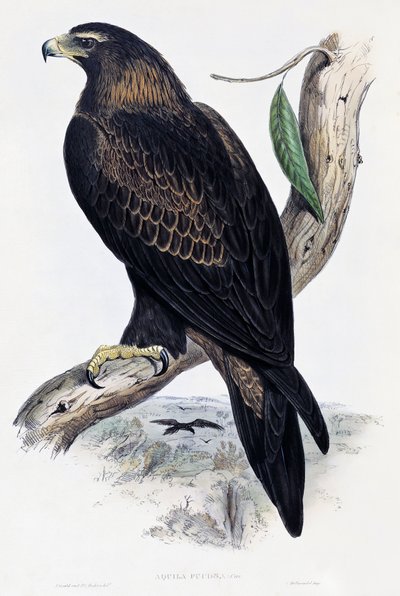 जॉन गोल्ड (1804-1881), यूनाइटेड किंगडम द्वारा गोल्डन ईगल (अक्विला क्रिसेटोस), ऑस्ट्रेलिया और ग्रेट ब्रिटेन के पक्षियों से लिथोग्राफ द्वारा जॉन गोल्ड