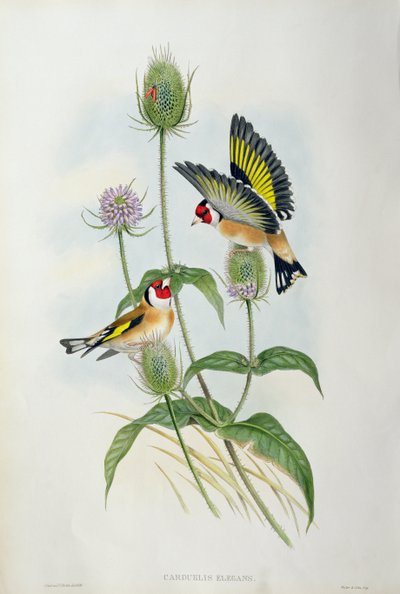 गोल्डफिंच (कार्डुएलिस एलिगेंस) (हाथ के रंग का लिथो) द्वारा John Gould
