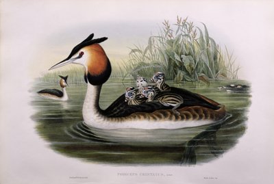 ग्रेट क्रेस्टेड ग्रीबे (पोडिसेप्स क्रिस्टाटस) (हाथ के रंग का लिथो) द्वारा John Gould