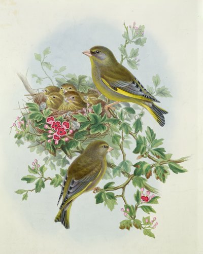 ग्रीनफिंच, 1873 (डब्ल्यूसी, पेंसिल कागज पर) द्वारा John Gould
