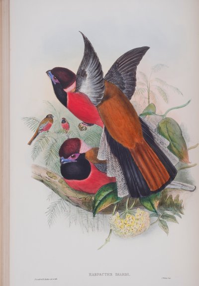 हार्पैक्टस दीर्दी, जॉन गॉल्ड द्वारा द बर्ड्स ऑफ ग्रेट ब्रिटेन की प्लेट, 1862-73 (हाथ से रंग का मिथिला) द्वारा जॉन गोल्ड