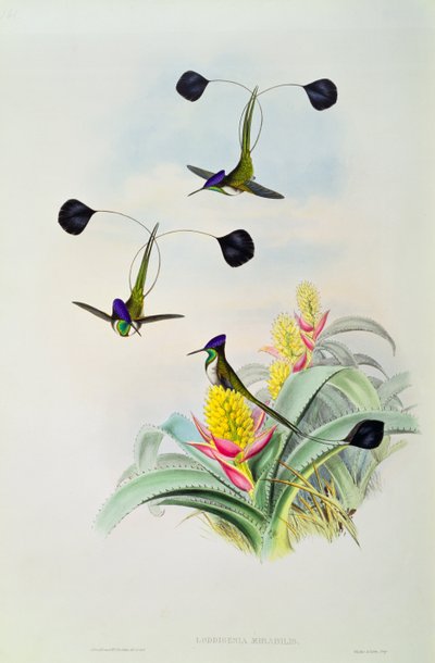 हमिंगबर्ड, वाल्टर और कोहन द्वारा उत्कीर्ण द्वारा John Gould