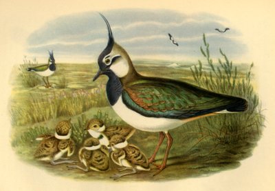'लैपविंग एंड यंग', 1865, 1942। द्वारा जॉन गोल्ड