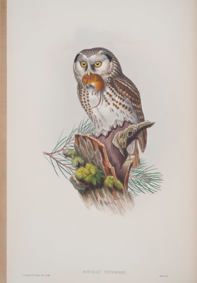 Nyctale Tengmalmi, द बर्ड्स ऑफ ग्रेट ब्रिटेन की प्लेट, जॉन गोल्ड द्वारा प्रकाशित, 1862-73 (हाथ से रंग की मिठाइयां) द्वारा जॉन गोल्ड
