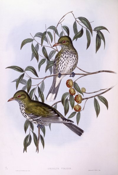ओलिव-समर्थित ओरिओल (ओरियोलस सैगिटेटस), जॉन गोल्डो द्वारा उत्कीर्णन द्वारा जॉन गोल्ड